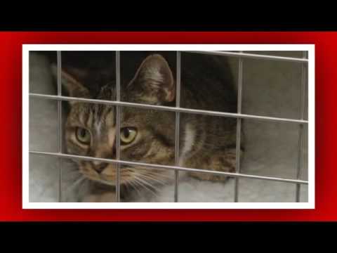 Cattery - Roslyn Mews Cattery Ltd