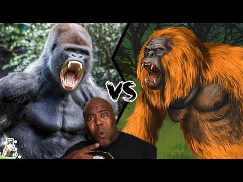 Gorilla VS Gigantopithecus - The only primate that could have defeated a gorilla