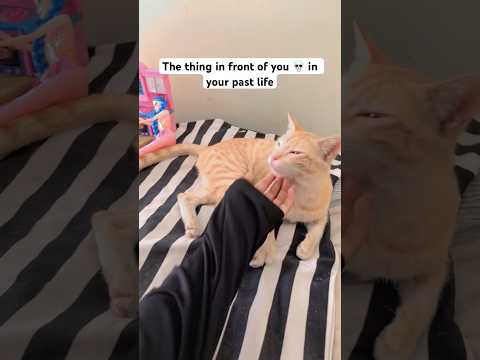 #babifreitas #nivetadhingramusic