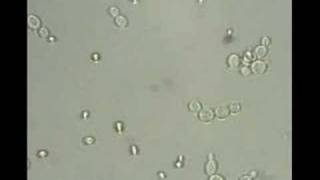 Replicazione lievito (S. cerevisiae)