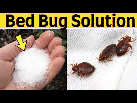 Natural trick to get rid of bed bugs fast and permanently in your mattress