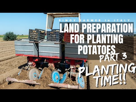 PINOY FARMER in ITALY | Land preparation for planting potatoes | part 3 | PLANTING TIME!