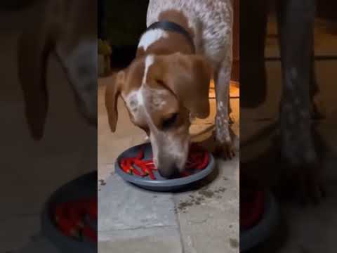 funny 🤣🤣 short.#short #video