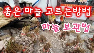 좋은 마늘 고르는방법 마늘보관법 - korea garlic