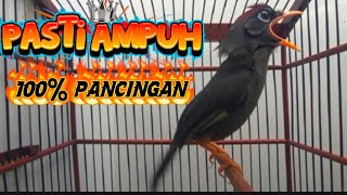 Download lagu POKSAY MANDARIN GACOR banyak VARIASI suara AMPUH UNTUK PANCINGAN POKSAY MANDARIN malas bunyi mp3 Download lagu POKSAY MANDARIN GACOR banyak VARIASI suara AMPUH UNTUK PANCINGAN POKSAY MANDARIN malas bunyi mp3