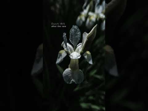 オランダのアイリス 植物