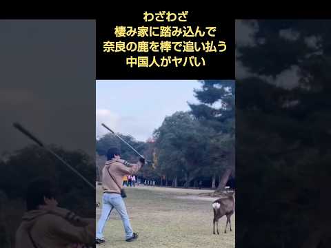 中国人が奈良の鹿さんをおっとばす❗️イカれた人種
