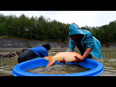 Modern Koi Blog #4158 - Fast and furious live in Japan: Nisai Karashi Ikeage Ipponmatsu