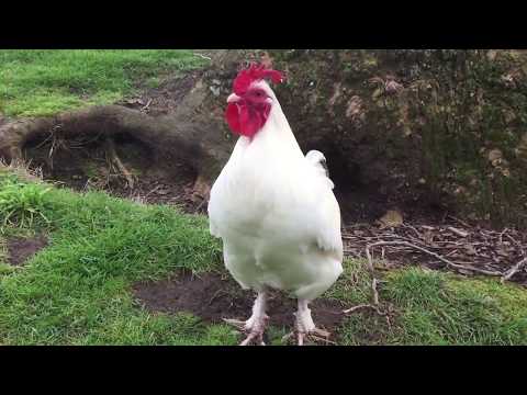 Rooster Crowing Compilation 2020..