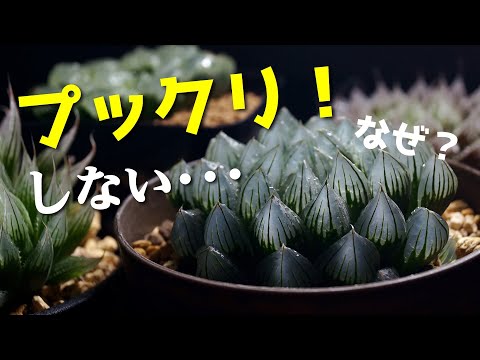 ハオルチアについて詳しく解説