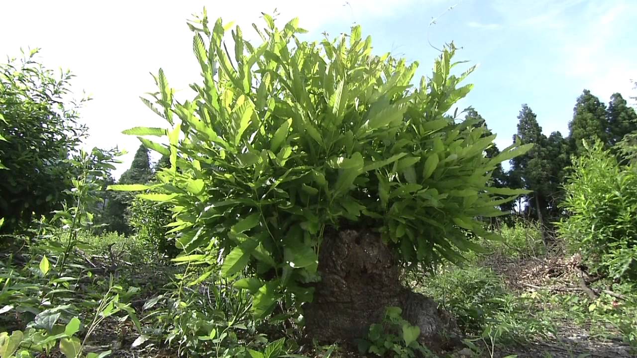 Satoyama: Japan's Secret Watergarden