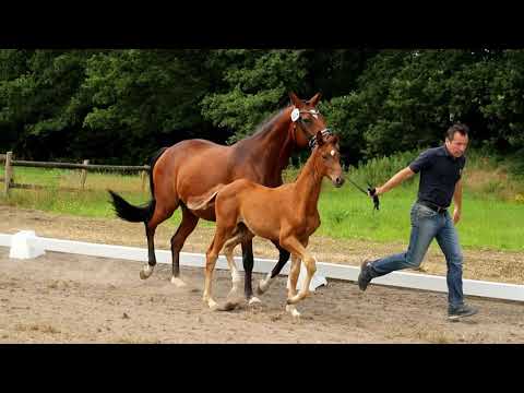 Stute, geb. 20.04.2021 – V: Ibiza Dream M: Quasar de Charry - Stedinger