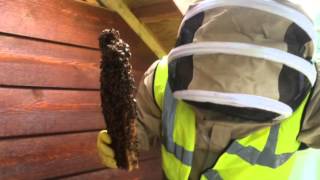 Album cover: Bee and Wasp removal