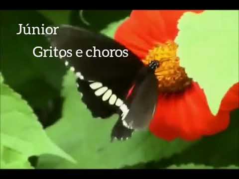 Igual Relâmpago - Júnior