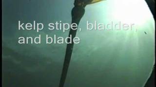 preview picture of video 'EPA diver kelp substrate diver survey, 1996'