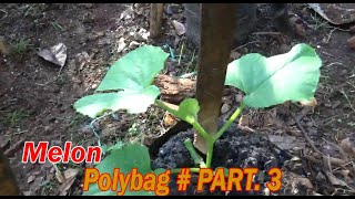 Tutorial Tani Menanam MELON dI Polybag Pupuk Pertama   PART.3