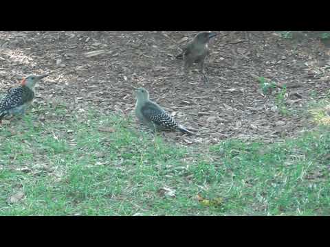 AGGRESSIVE FLEDGLING