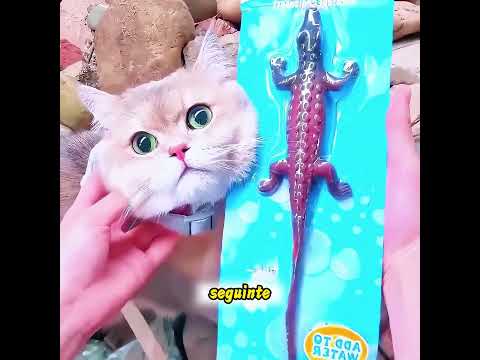 Um gato que traz sorte financeira