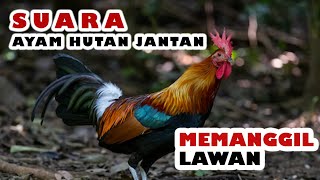 Download lagu Rooster's Voice Attracts - Summons Opponents mp3 Download lagu Rooster's Voice Attracts - Summons Opponents mp3