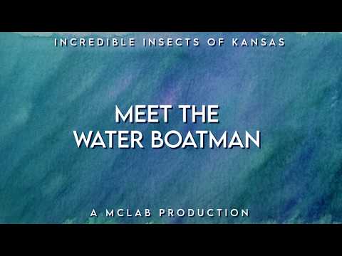 WATER BOATMAN (INCREDIBLE INSECTS OF KANSAS)