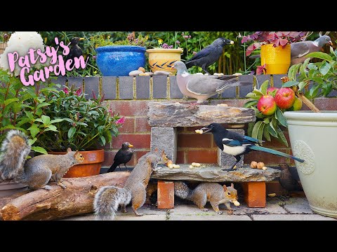 ???? Cat TV for Cats to Watch ???? Birds & Squirrels Frolic in the Garden ????️ Bird Videos for Cats (4K)