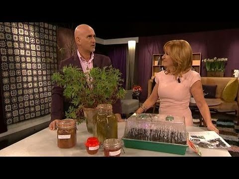 Micael Bindefeld ger trädgårdstips i ny bok - Malou Efter tio (TV4)