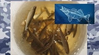 Как сохранить живцов для рыбалки