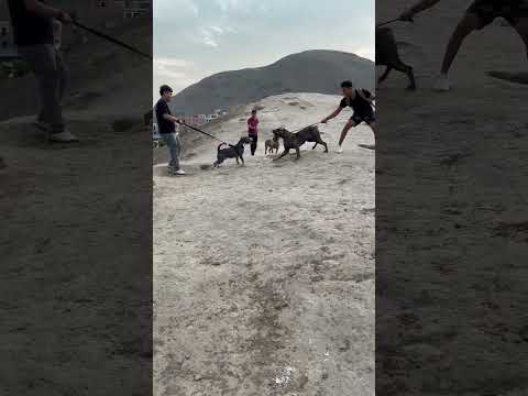 Pelea de Pitbull VS Presa Canario #phonk #perros #presacanario #pitbull #pelea