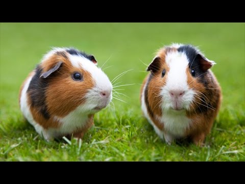 Guinea Pig Wholesale Price Mandi Rate For Guinea Pig