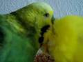 Prince, creep, live @ Coachella, my budgies ...