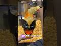 ALL Cinemark Deadpool And Wolverine Popcorn Buckets Deadpool Deadpool3 Shorts