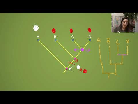 Understanding Cladograms And Testing Phylogenetic Hypotheses