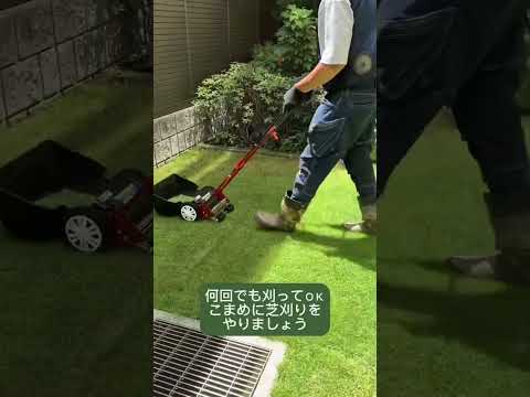 緑の芝生が厚く茂る草の刈り方 庭師のアドバイス