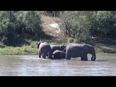 Djuma: Elephants drinking and playing in the water - 12:43 - 06/12/2023