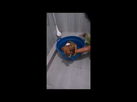 Show this to babies who are not bathing නාන්නේ නැති බබාලට මේක පෙන්වන්න.