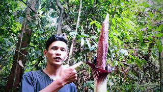 preview picture of video 'Bunga bangkai di hutan leuser'