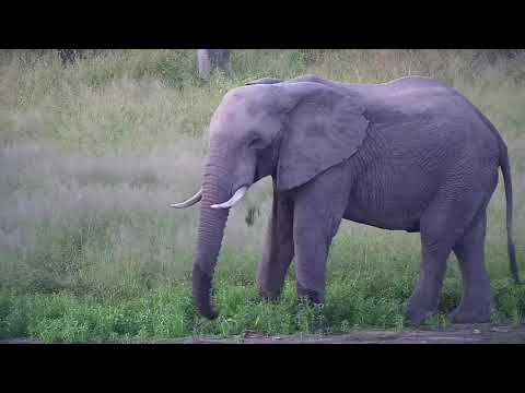 Djuma: Lone Elephant gets a quick drink.- 18:08 - 03/13/20