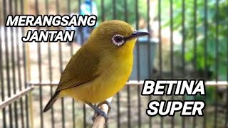 Download lagu Pleci betina birahi perangsang bunyi mp3 Download lagu Pleci betina birahi perangsang bunyi mp3