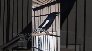 Download lagu terapi Kacer malas bunyi, stel langsung full videonya #kacergacor #kacer #suaraburungkacer mp3