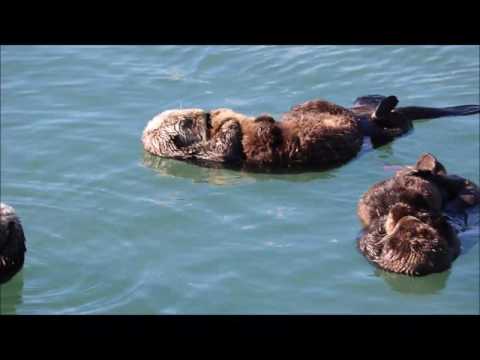Morro Bay Sea Otters: Winter 2017