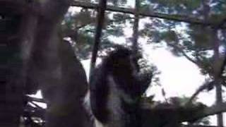 The Sky Gods of Mount Waialiali 2 of 4