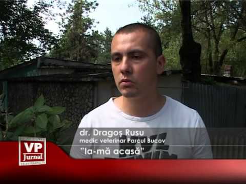 ”Ia-mă acasă”