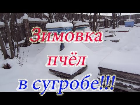 ПРОСТО ШОК!!! ЗАКАПЫВАЕМ УЛЬИ С ПЧЕЛОСЕМЬЯМИ ПОД СНЕГ, для зимовки на воле.Beekeeping.🔥🔥🔥