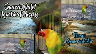 Download lagu Masteran Walet Lovebird Pusoko Mix Gemericik Air.. Terapi Konslet anti stress mp3