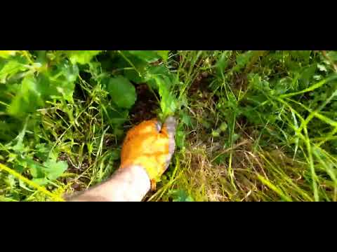 Nasad lješnjaka u prvoj i drugoj godini