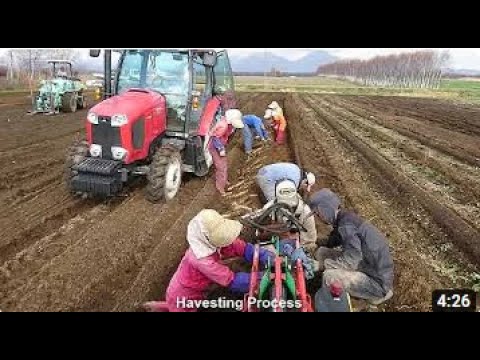 Japanese Yam Farming and Harvesting - Awesome Japan Agriculture Technology Farm  Ali Ramay Official