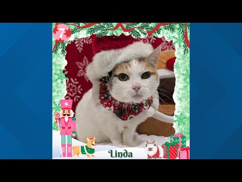 12 Strays of Christmas 2025: Meet Linda - YouTube