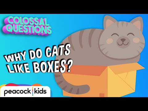 Why Do Cats Like Boxes? | COLOSSAL QUESTIONS