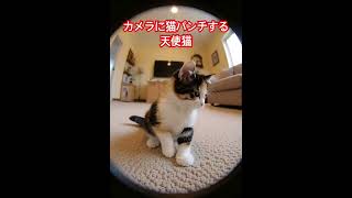 カメラに向けて猫パンチ！撮られるのが恥ずかしいみたいw