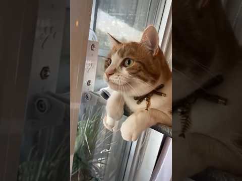 Funny cats! / Смешные котики! #cat #веселыекоты #funnycats #прикольныекоты